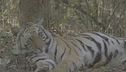 India, tigri raddoppiate in 10 anni