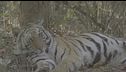 India, tigri raddoppiate in 10 anni