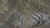 India, tigri raddoppiate in 10 anni