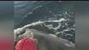 Contender, il gigante degli oceani