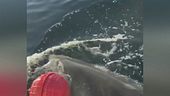 Contender, il gigante degli oceani