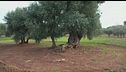 Xylella, torna la protesta