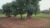 Xylella, torna la protesta