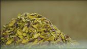 La festa del pistacchio