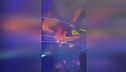 Macedonia, strage in discoteca