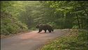 Nei boschi con lo spray anti-orso
