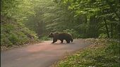 Nei boschi con lo spray anti-orso