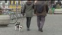 Via libera al bonus animali