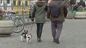 Via libera al bonus animali