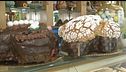 Uova e colomba, la Pasqua è dolce