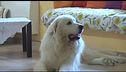 Animali domestici, arriva il bonus
