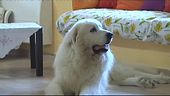 Animali domestici, arriva il bonus