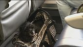 Cani e gatti, sì a viaggi in aereo