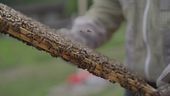 Salviamo le api, salveremo il mondo