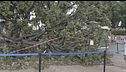 Albero sui turisti, feriti a Venezia