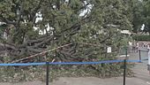 Albero sui turisti, feriti a Venezia