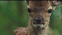Bambi torna al cinema