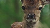 Bambi torna al cinema