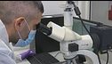 Mancano dati per ricostruire il dna