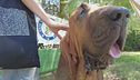 Carne con chiodi, ucciso cane eroe