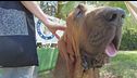 Carne con chiodi, ucciso cane eroe