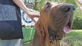 Carne con chiodi, ucciso cane eroe