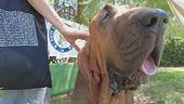 Carne con chiodi, ucciso cane eroe