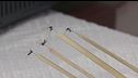 West Nile, allerta del Ministero