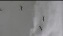 West Nile, 10mila casi a Ferragosto