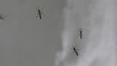 West Nile, 10mila casi a Ferragosto