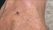 West Nile, "Virus sotto controllo"