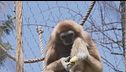Sdegno allo zoo, uccisi 12 babbuini