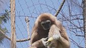 Sdegno allo zoo, uccisi 12 babbuini