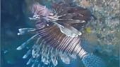 Un pesce "alieno" nel Salento