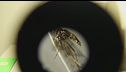 West Nile, altre tre vittime