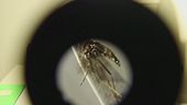 West Nile, altre tre vittime