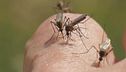 Chikungunya, allarme in Veneto