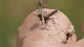 Chikungunya, allarme in Veneto