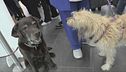 Anche i cani volano in cabina
