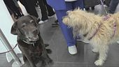 Anche i cani volano in cabina