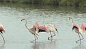 A rischio 48mila specie animali