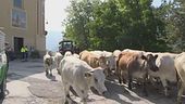 Torna la Sagra della transumanza