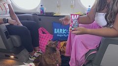 In aereo col cane, le nuove regole