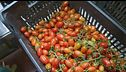 Ue, accordo sulle norme agricole