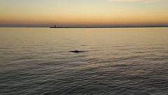 Venezia, dopo il delfino, la foca
