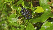 Le erbe officinali