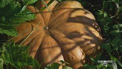 Venerdì 14 novembre