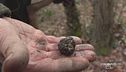 Caccia al tartufo!