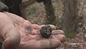 Caccia al tartufo!