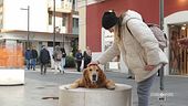 Charlie, il cane più amato di Bari